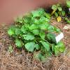 Wood Sorrel